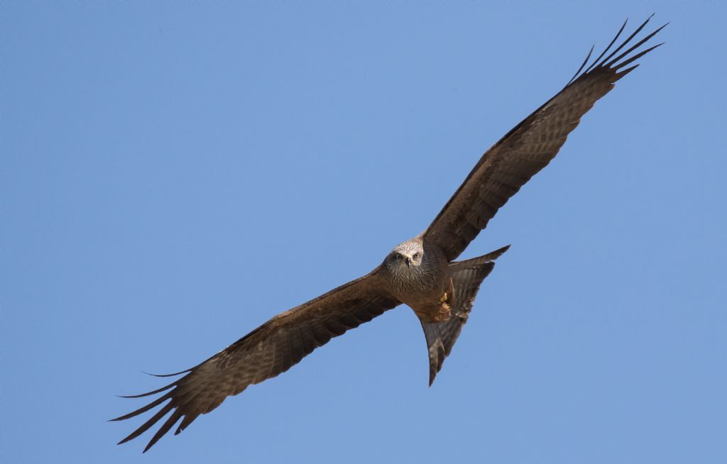 Nibbio bruno  (Milvus migrans)
